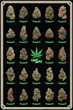 Best Buds Poster 1190